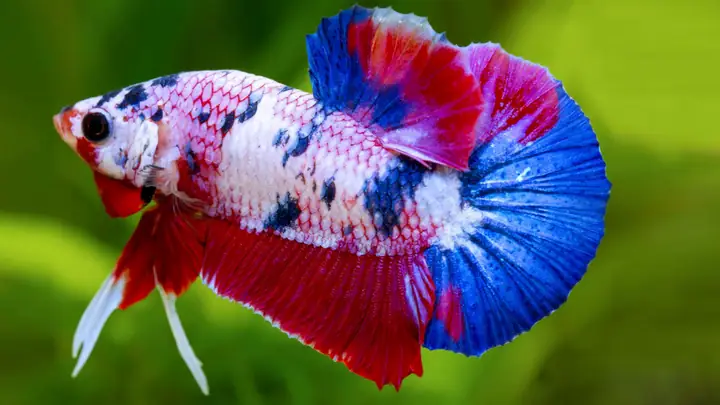 Kiểm Tra Kỹ Trước Khi Mua