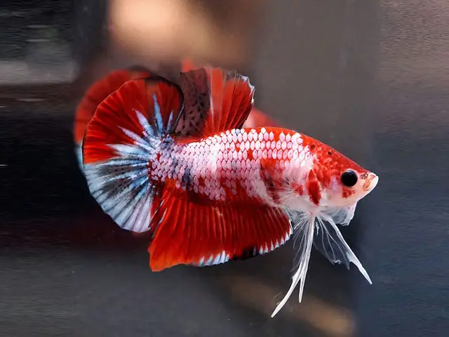So Sánh Giá Cá Betta Galaxy Giữa Các Cửa Hàng Cá Cảnh