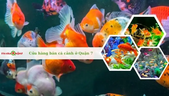 Top 7 Cửa Hàng Bán Cá Cảnh Quận 7 Giá Rẻ, Uy Tín