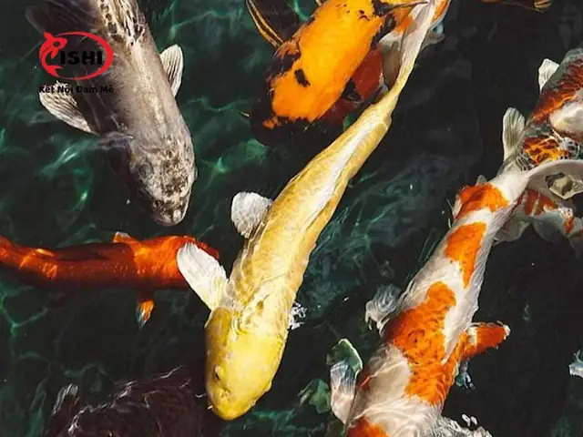 Giới Thiệu Về Ishi Koi Farm Giới Thiệu Về Ishi Koi Farm