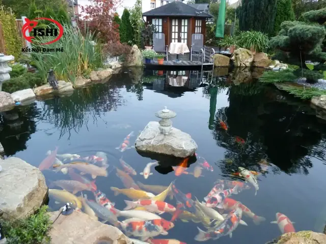 Japan Koi Bình Dương Japan Koi Bình Dương