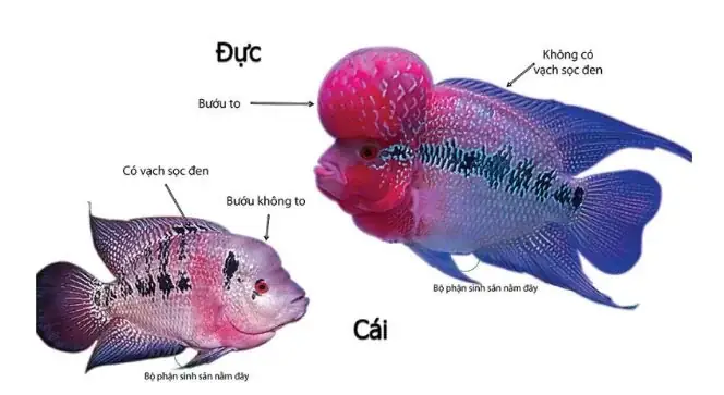 Cách Phân Biệt Cá La Hán Trống Mái (đực Và Cái)