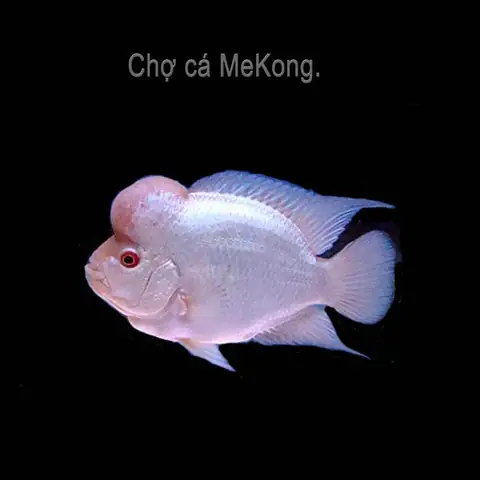 Nguồn Gốc Của Cá La Hán Silk
