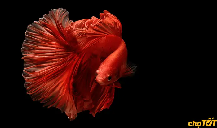 Người Nghệ Nhân 83 Tuổi Với 70 Năm Gìn Giữ Nghề Cá Lia Thia Ở Cần Thơ