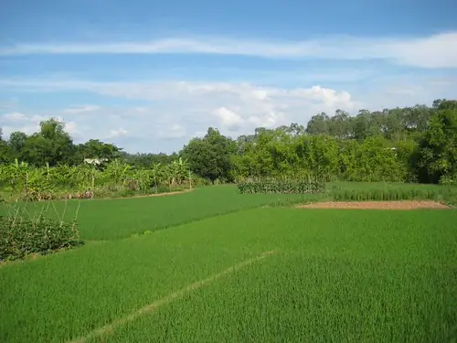 Bán Cá Lia Thia Ruộng