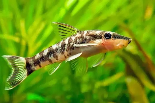 Top 5 Địa Chỉ Bán Cá Otto Hà Nội Uy Tín Cho Người Chơi Cá Cảnh