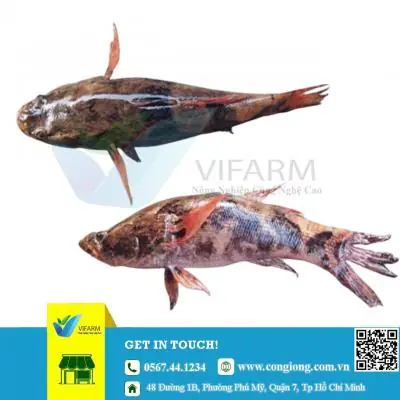 Hướng Dẫn Chi Tiết Mua Bán Cá Tai Tượng Giống Tại Tphcm: Kinh Nghiệm, Địa Chỉ Uy Tín Và Cách Nuôi Hiệu Quả