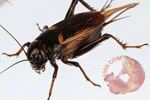0-ban De Cho Ca