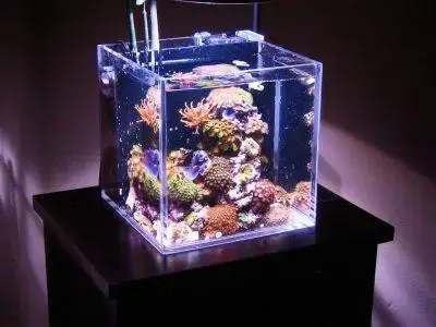 Thế Giới Hồ Cá Biển Mini: Khái Niệm Và Sức Hút Đặc Biệt