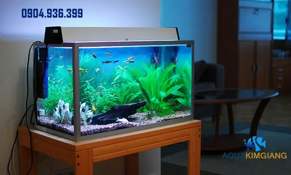 Hướng Dẫn Mua Hồ Cá Cảnh: Từ A Đến Z Cho Người Mới Bắt Đầu