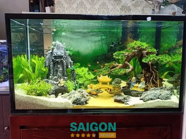 Hướng Dẫn Mua Hồ Cá Cảnh: Từ A Đến Z Cho Người Mới Bắt Đầu