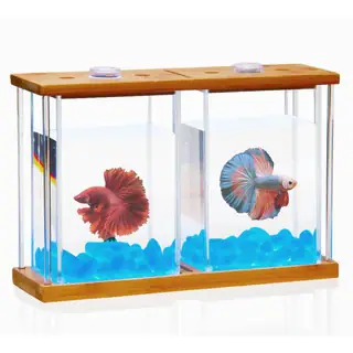 Hướng Dẫn Chọn Và Sử Dụng Kệ, Keo Phù Hợp Để Nuôi Cá Betta Tại Nhà Hướng Dẫn Chọn Và Sử Dụng Kệ, Keo Phù Hợp Để Nuôi Cá Betta Tại Nhà