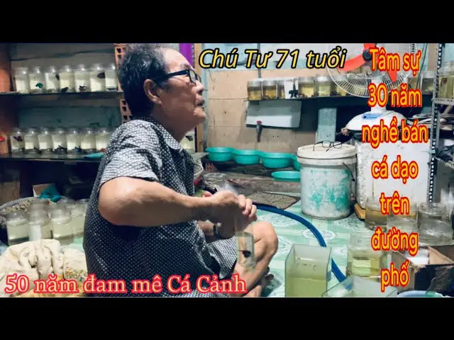 Hướng Dẫn Chọn Và Sử Dụng Kệ, Keo Phù Hợp Để Nuôi Cá Betta Tại Nhà