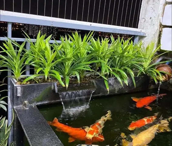 Hướng Dẫn Chọn Mua Và Trồng Cây Dứa Lọc Nước Cho Hồ Cá Koi