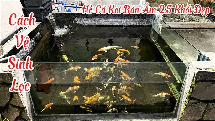 Hướng Dẫn Chọn Mua Và Trồng Cây Dứa Lọc Nước Cho Hồ Cá Koi