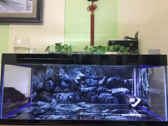 Tại Sao Nên Chọn Tranh 3d Dán Hồ Cá Cho Không Gian Thủy Sinh?
