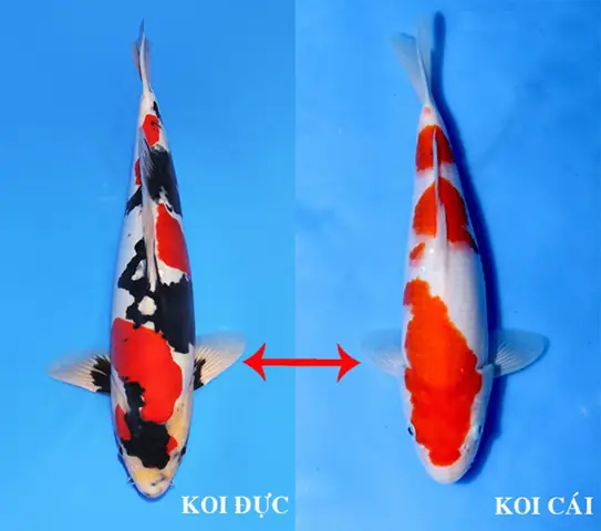 Giới Tính Của Cá Chép Koi