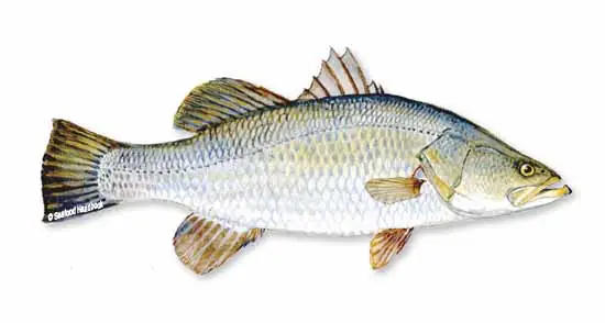 Barramundi Fish Là Cá Gì? Đặc Điểm, Giá Trị Dinh Dưỡng Và Cách Chế Biến