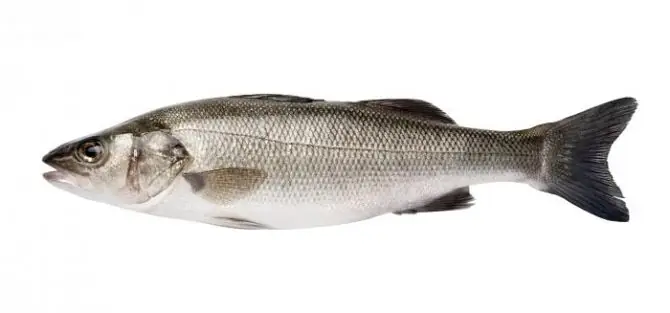 Barramundi Là Cá Gì? Đặc Điểm Của Cá Barramundi