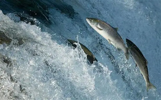 Barramundi Là Cá Gì?