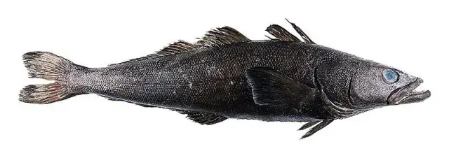 Bass Là Cá Gì?