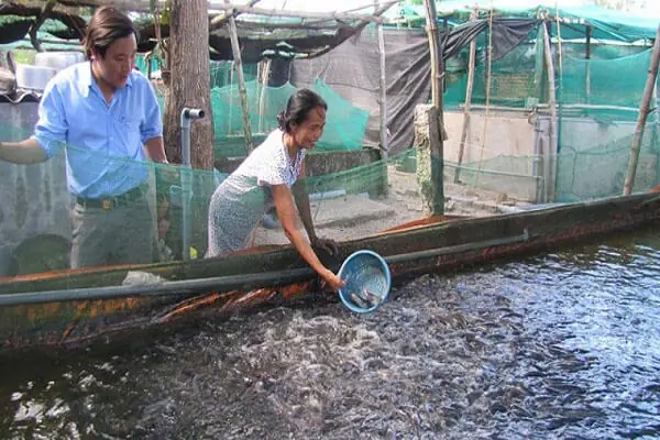 Bạt Lót Hồ Cá Đà Nẵng: Hướng Dẫn Chọn Loại Tốt, Giá Hợp Lý & Thi Công Chuyên Nghiệp