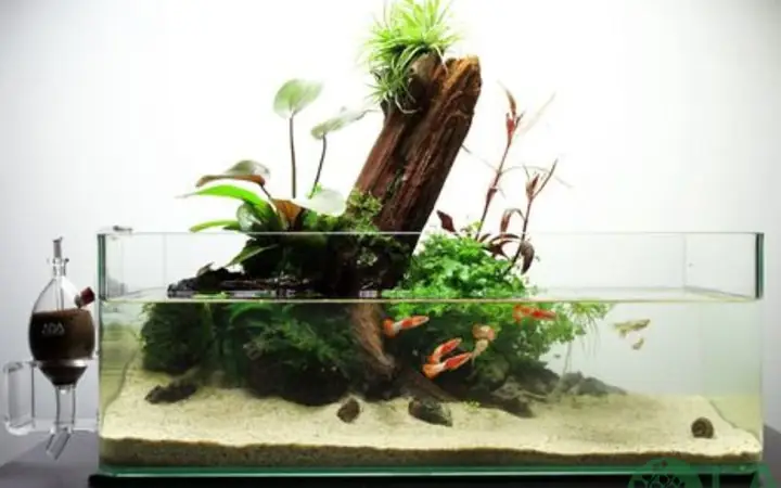 Hồ Bán Cạn Kiểu Nhật