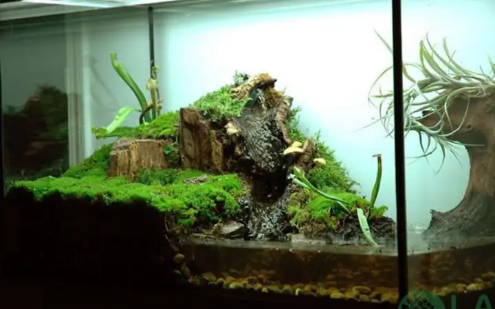 Hồ Bán Cạn Kiểu Vivarium