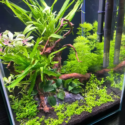 Lợi Ích Của Bể Cá Betta Trồng Cây