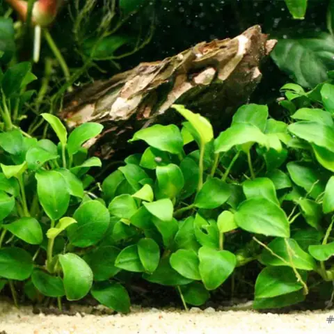 Cây Ráy (anubias) – Lựa Chọn Lý Tưởng