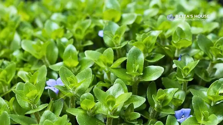 Cây Java Moss