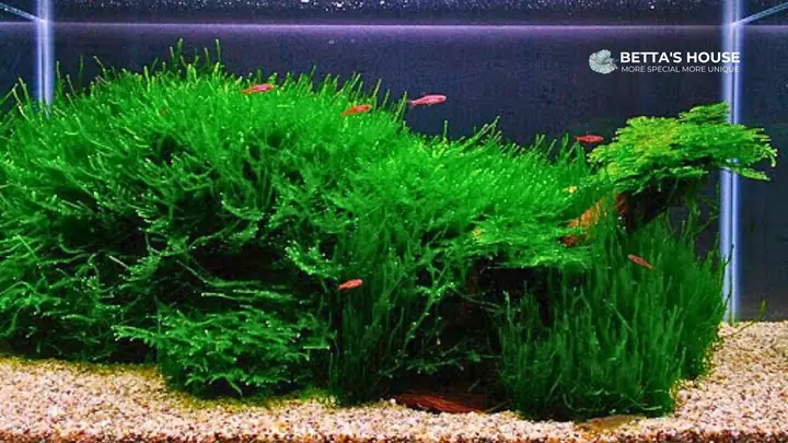 Cây Java Moss