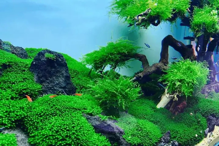 Phong Thủy Tốt Cho Gia Chủ