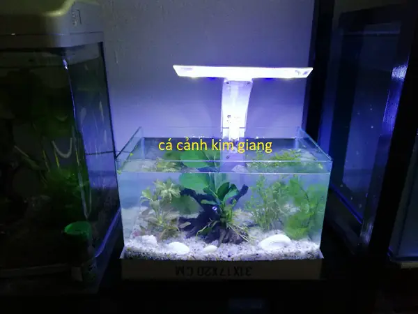 Bể Cá Cảnh Mini Giá Rẻ – Bể Đúc D04