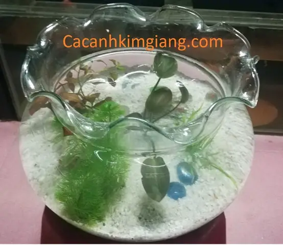 Bể Cá Cảnh Mini Tròn Bt 03