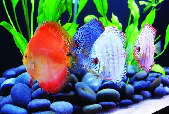 Chọn Màu Sắc Của Cá: