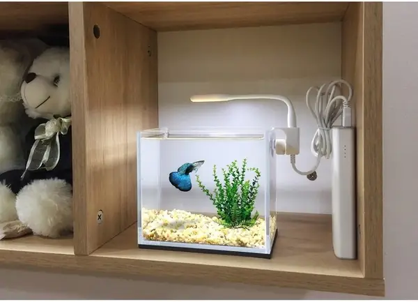 Hướng Dẫn Chi Tiết Về Bể Cá Cảnh Văn Phòng: Lựa Chọn, Thiết Lập Và Chăm Sóc