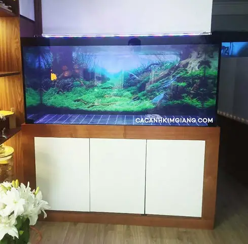 Một Số Mẫu Bể Công Nghệ Mới