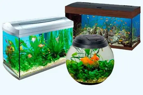 Hướng Dẫn Mua Bán Và Tái Sử Dụng Bể Cá Cũ Tại Hà Nội: Cơ Hội Và Lưu Ý