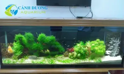 Bể Cá Đẹp Trong Nhà Bể Cá Đẹp Trong Nhà
