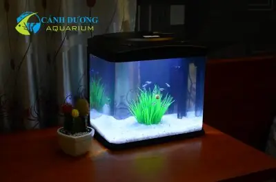 Bể Cá Đẹp Trong Nhà Bể Cá Đẹp Trong Nhà