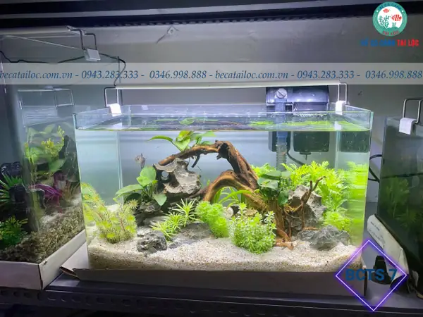 Bể Cá Đúc 40cm