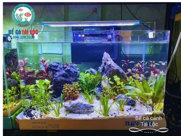 Bể Cá Đúc 45cm