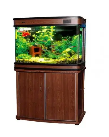 Bể Cá Đúc Camry 60cm: Hướng Dẫn Chọn Mua Và Trang Trí Hợp Phong Thủy