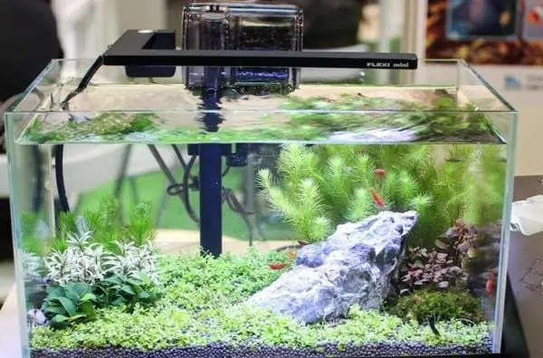 Betta