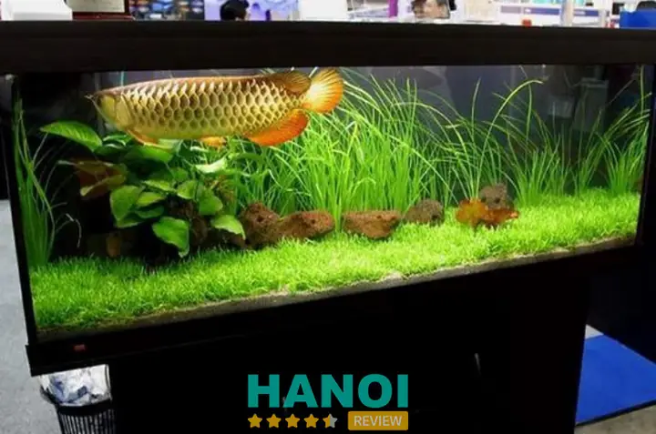 Cá Cảnh Hoàng Gia