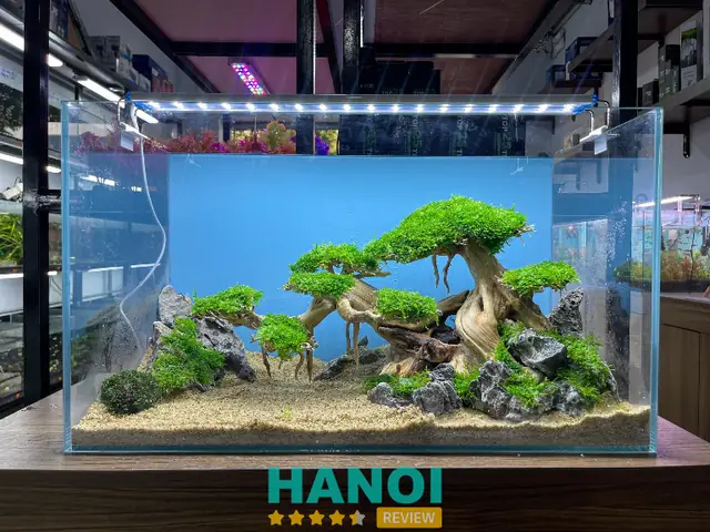 Đông Anh Aqua