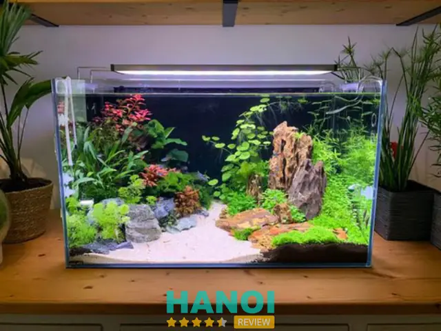Cá Cảnh Thái Hòa