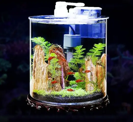 Bể Cá Cảnh Hình Trụ Tròn: Độc Đáo, Tiện Ích & Hướng Dẫn Chọn Mua