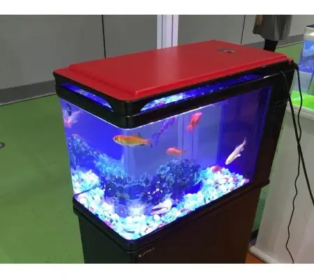 Bể Cá Jebo 60cm: Hướng Dẫn Chi Tiết Từ A-z Cho Người Mới Bắt Đầu